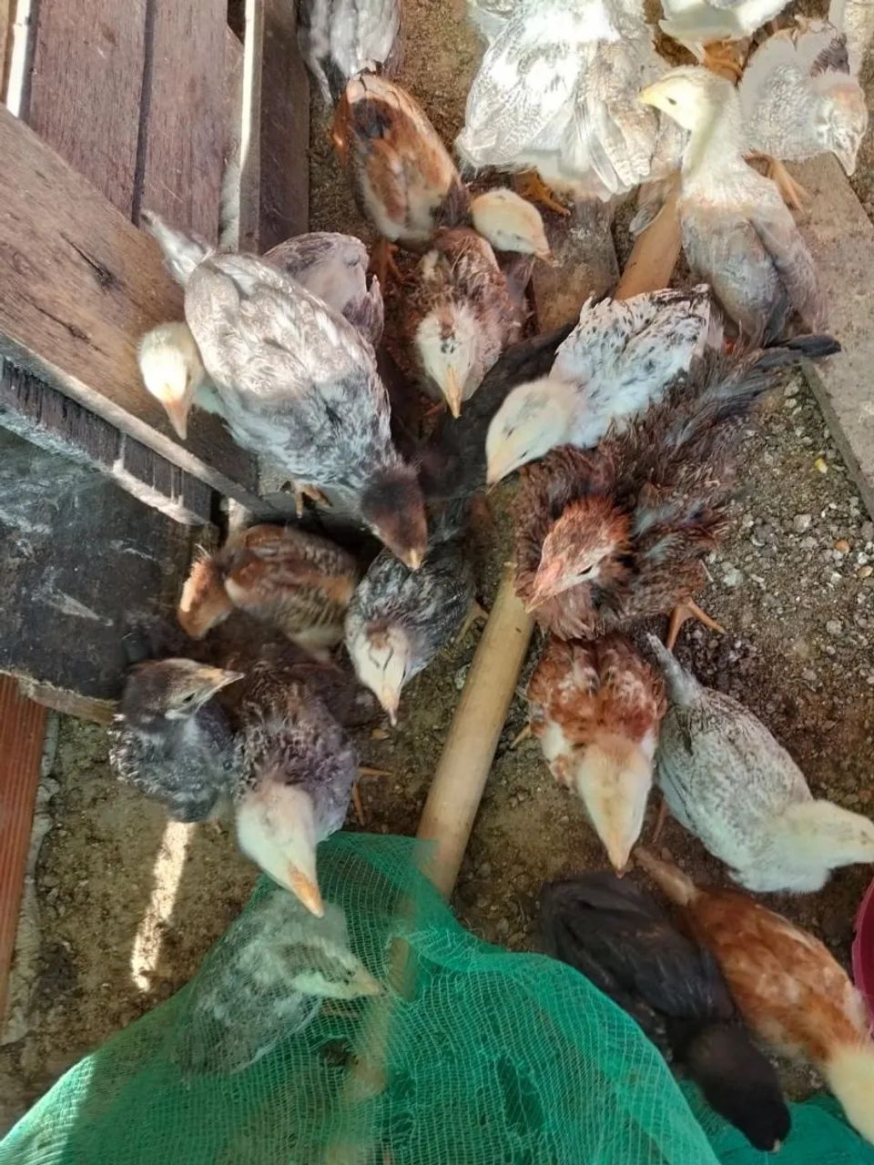 Pintinhos dupla aptidão ovos e carne. - Foto 3