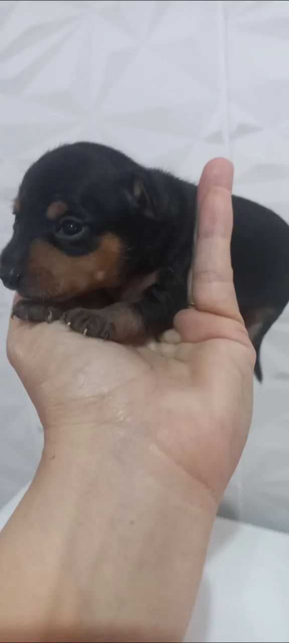 Pinscher  - Foto 3