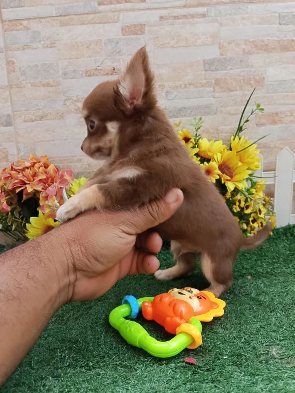 Chihuahua  - Foto 5