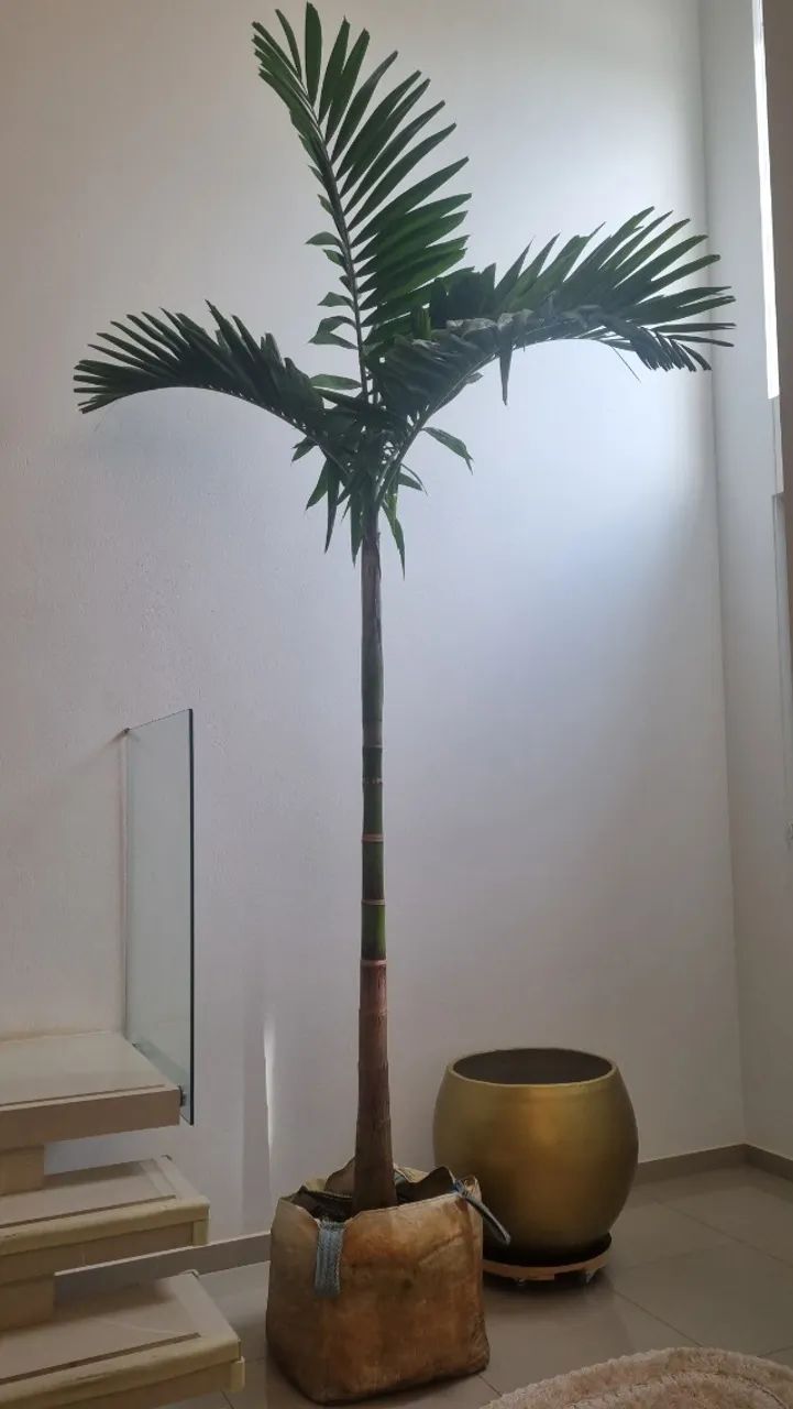 Muda de coqueiro Imperial