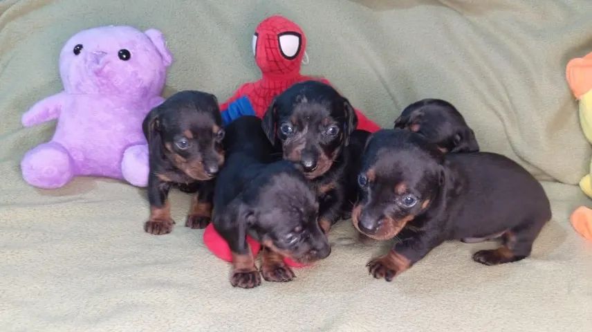 Dachshoud lindos e lindas