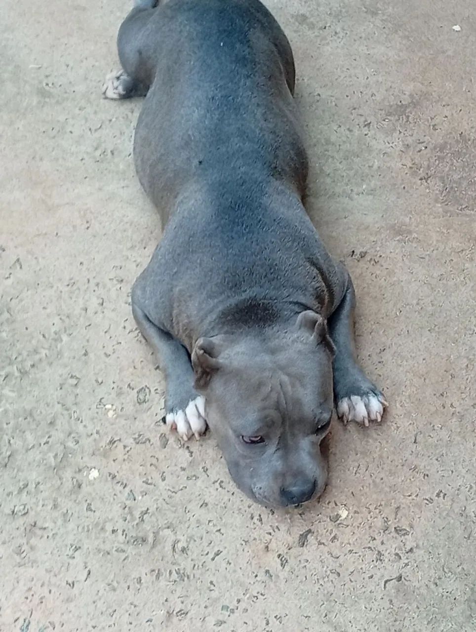 Cadela top muito dócil e ótimo temperamento ... Obs : ela não é micro ? - Foto 4