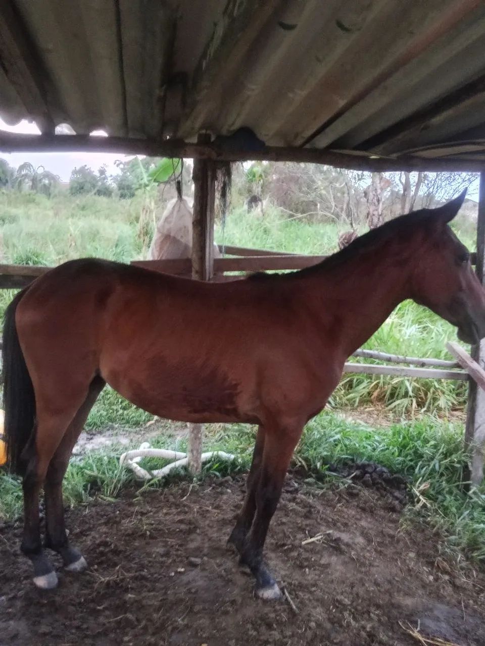 Vendo potra - Foto 2