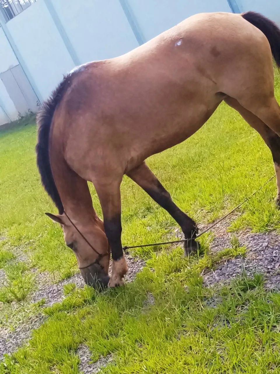 vende-se égua  - Foto 4