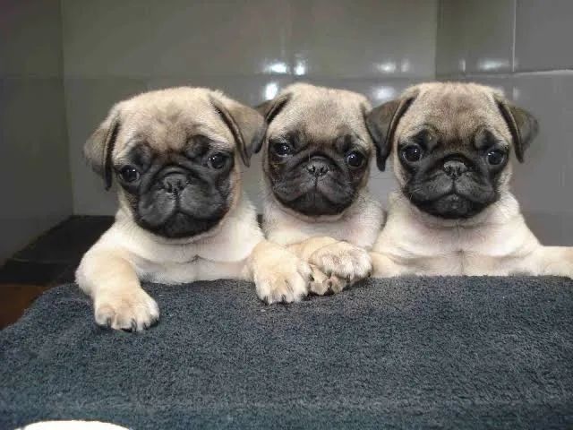 Pug macho e fêmea  - Foto 2