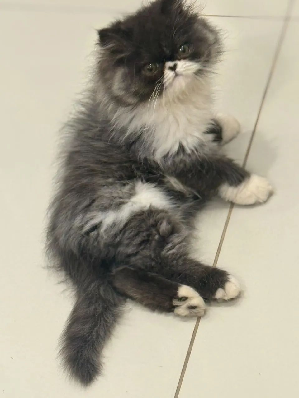 Gato persa  - Foto 2