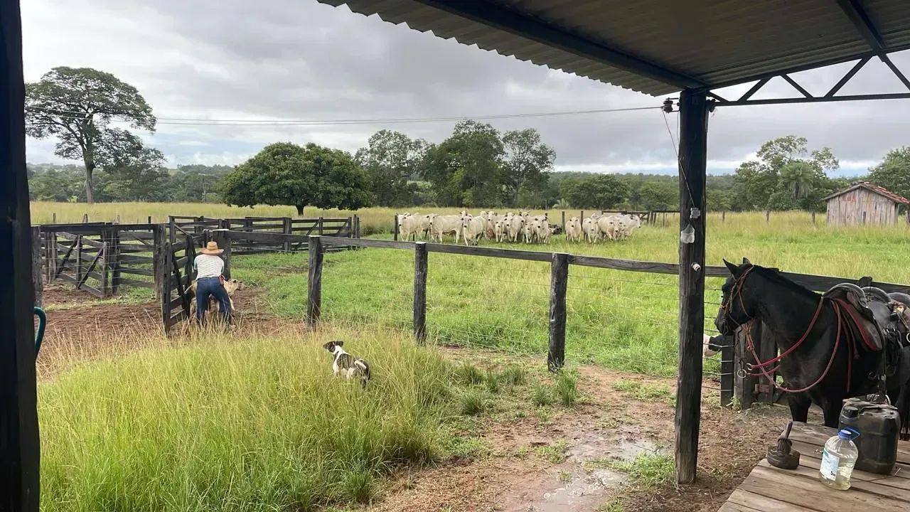 FAZENDA EM NOVA CRIXÁS GO - 55 ALQUEIRES - Foto 2