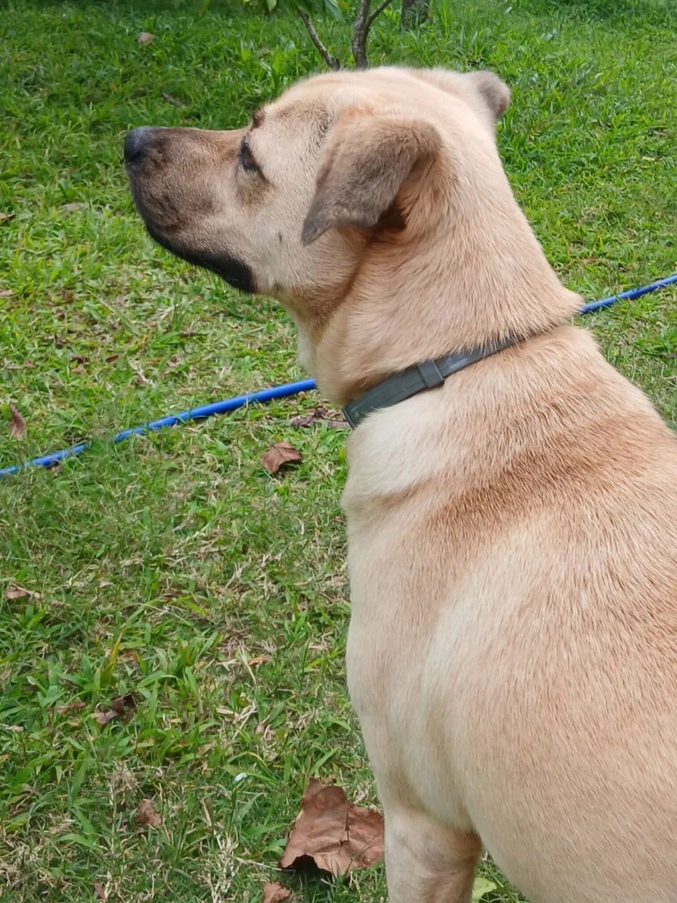Doação cachorrinho  - Foto 3