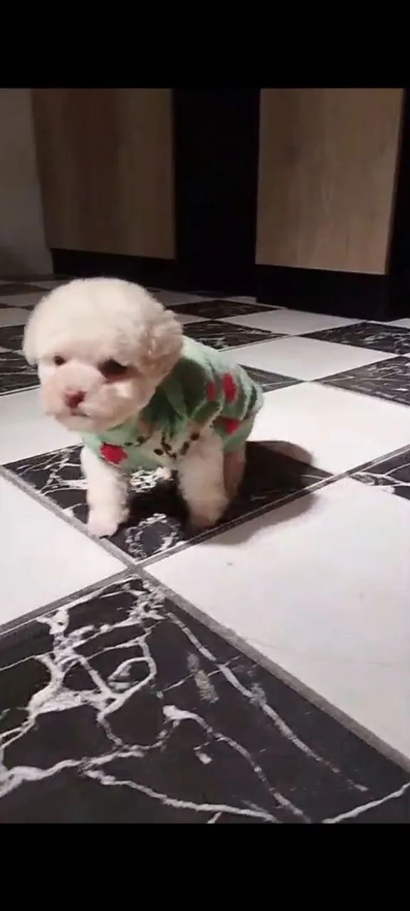 Poodle toy