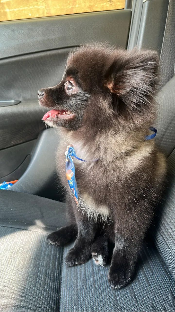 Spitz alemão  - Foto 2