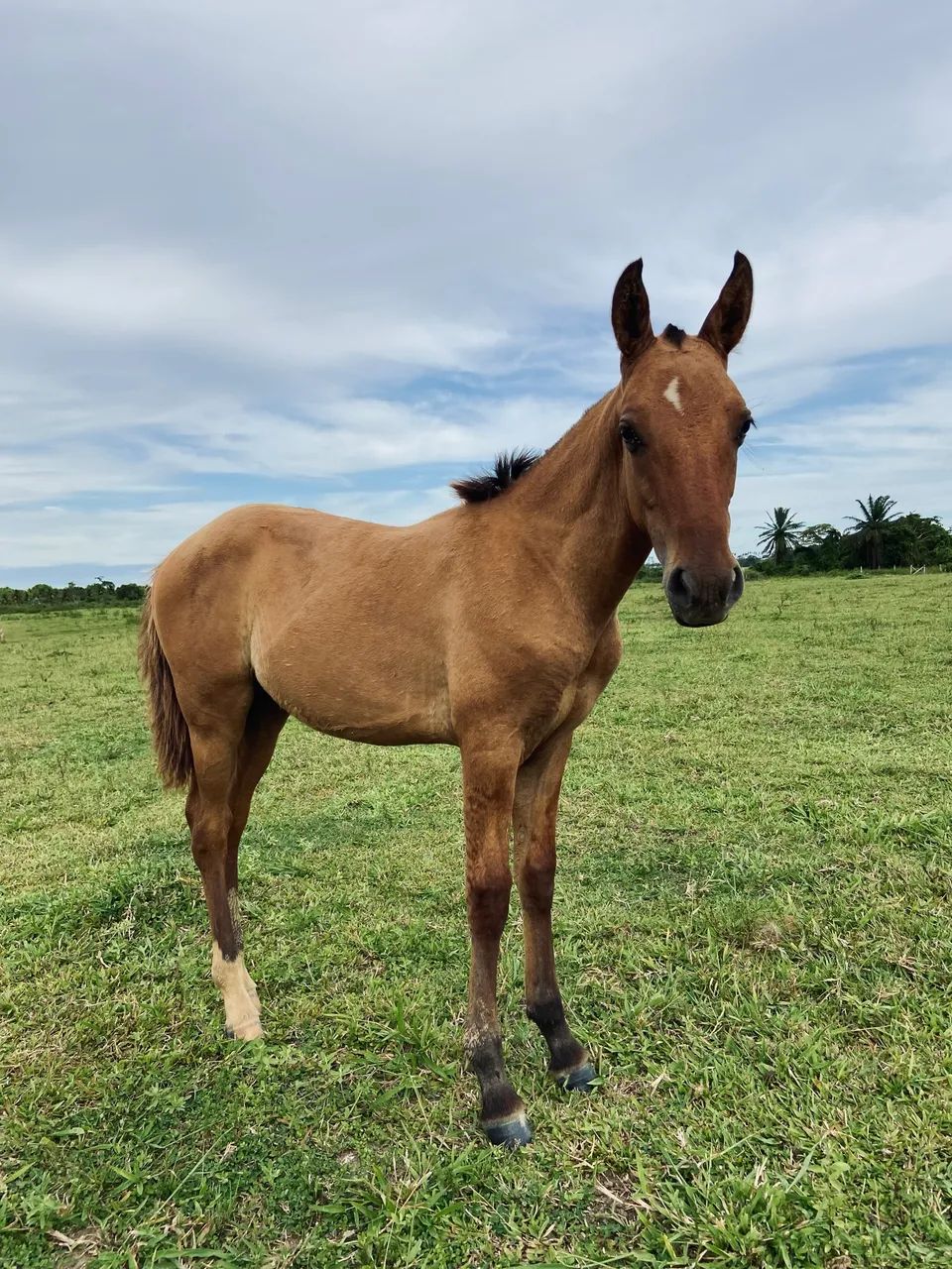 Potro mangalarga  - Foto 2