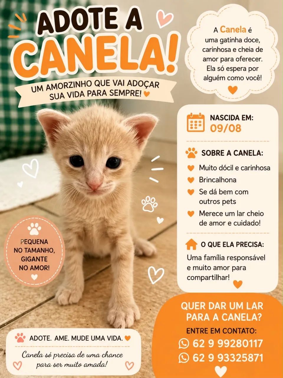 Gatos - Foto 3