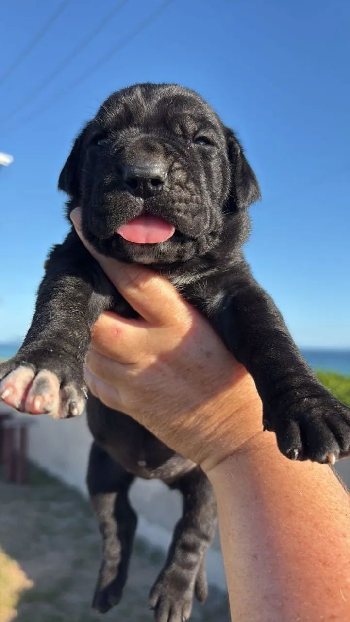 Cachorro Cane Corso  em promoção 