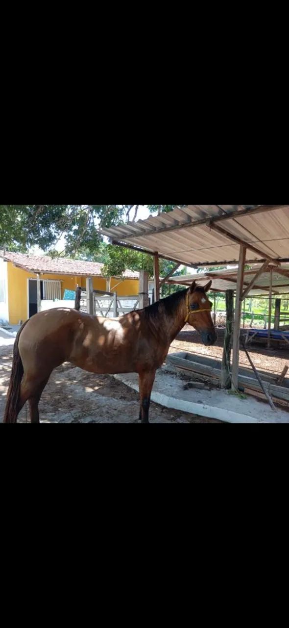 ÉGUA QUARTO DE MILHA - Foto 2