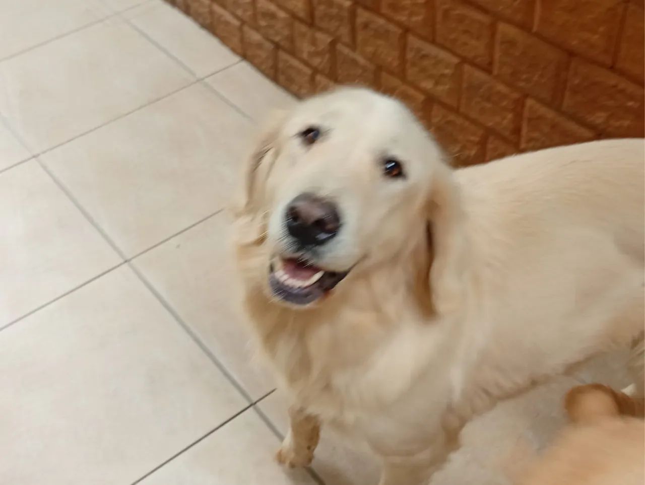 Doação de cães  - Foto 4