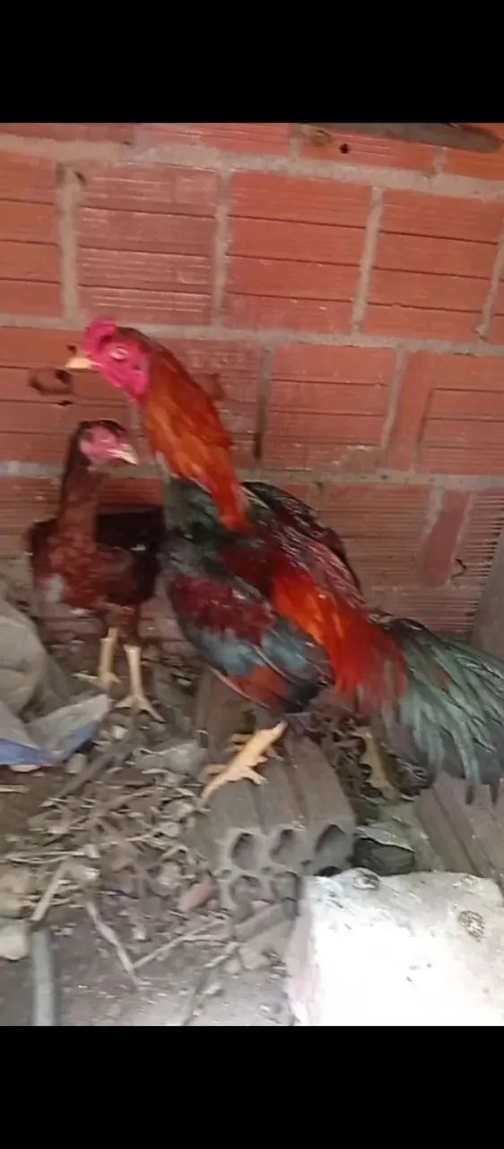 Estou vendendo um casal de galinhas indianas - Foto 3