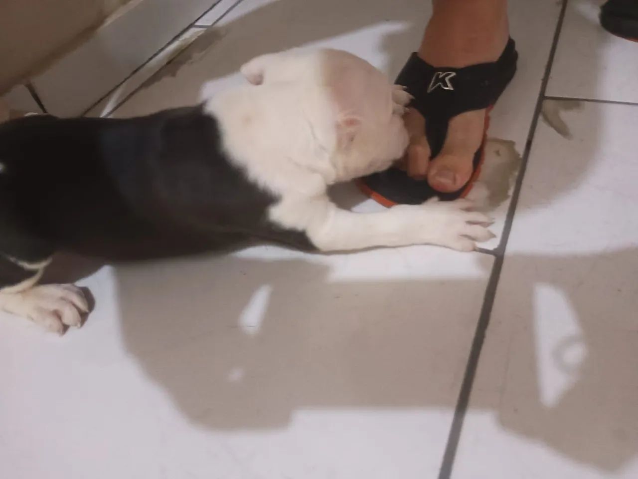 Filhote de pitibull - Foto 3