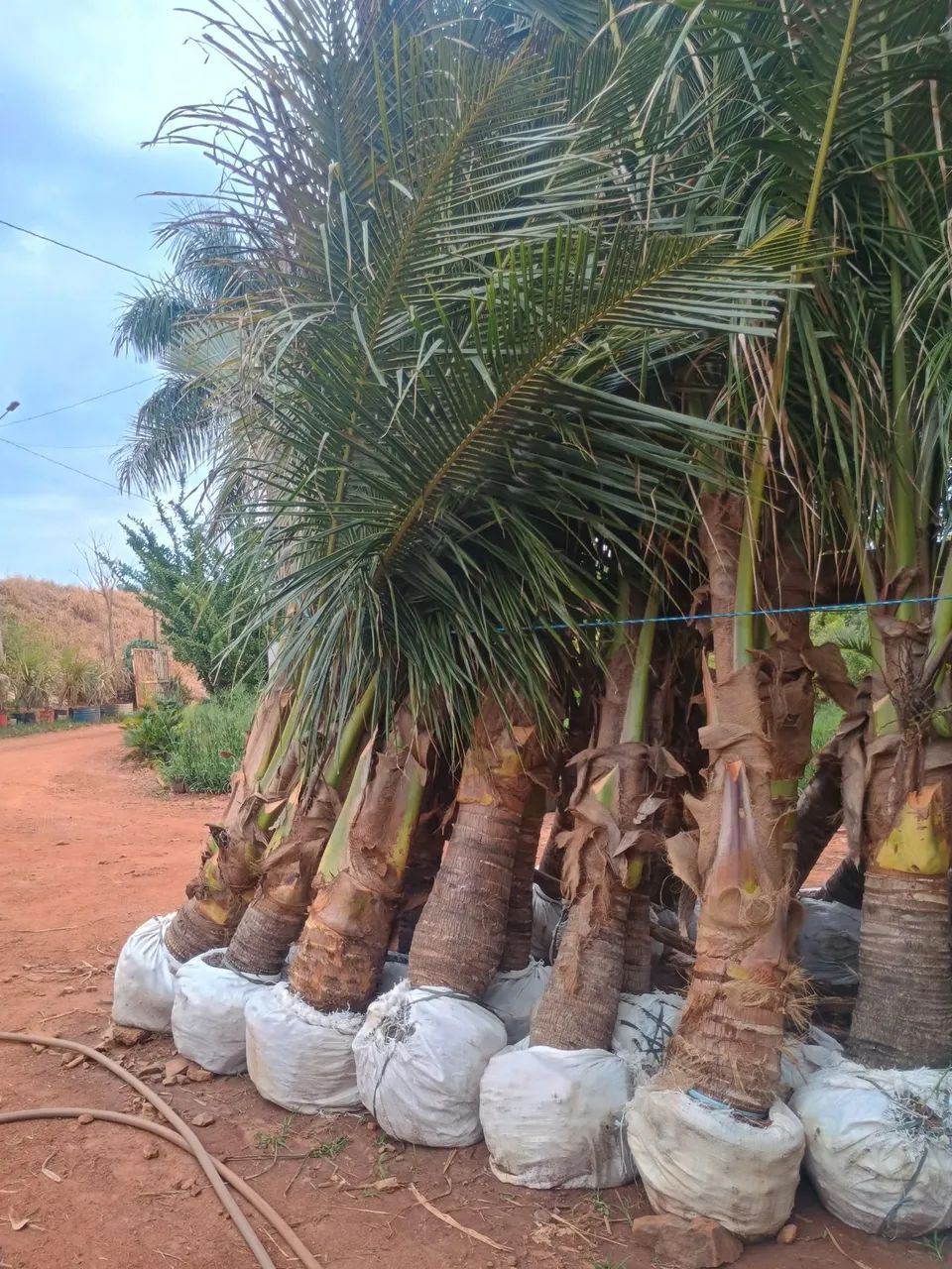 Pe de coco anão  - Foto 4