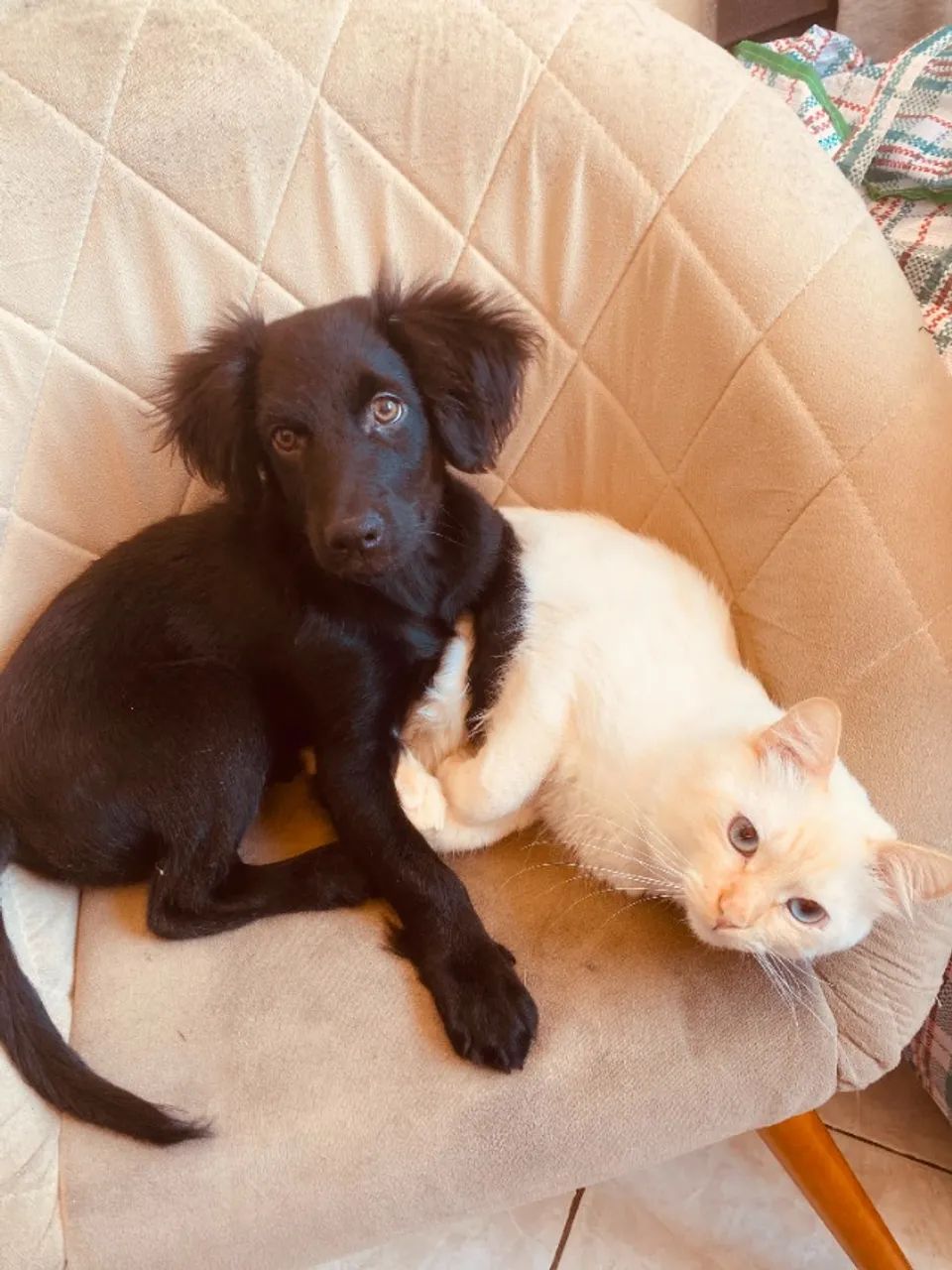 cachorro - Foto 2