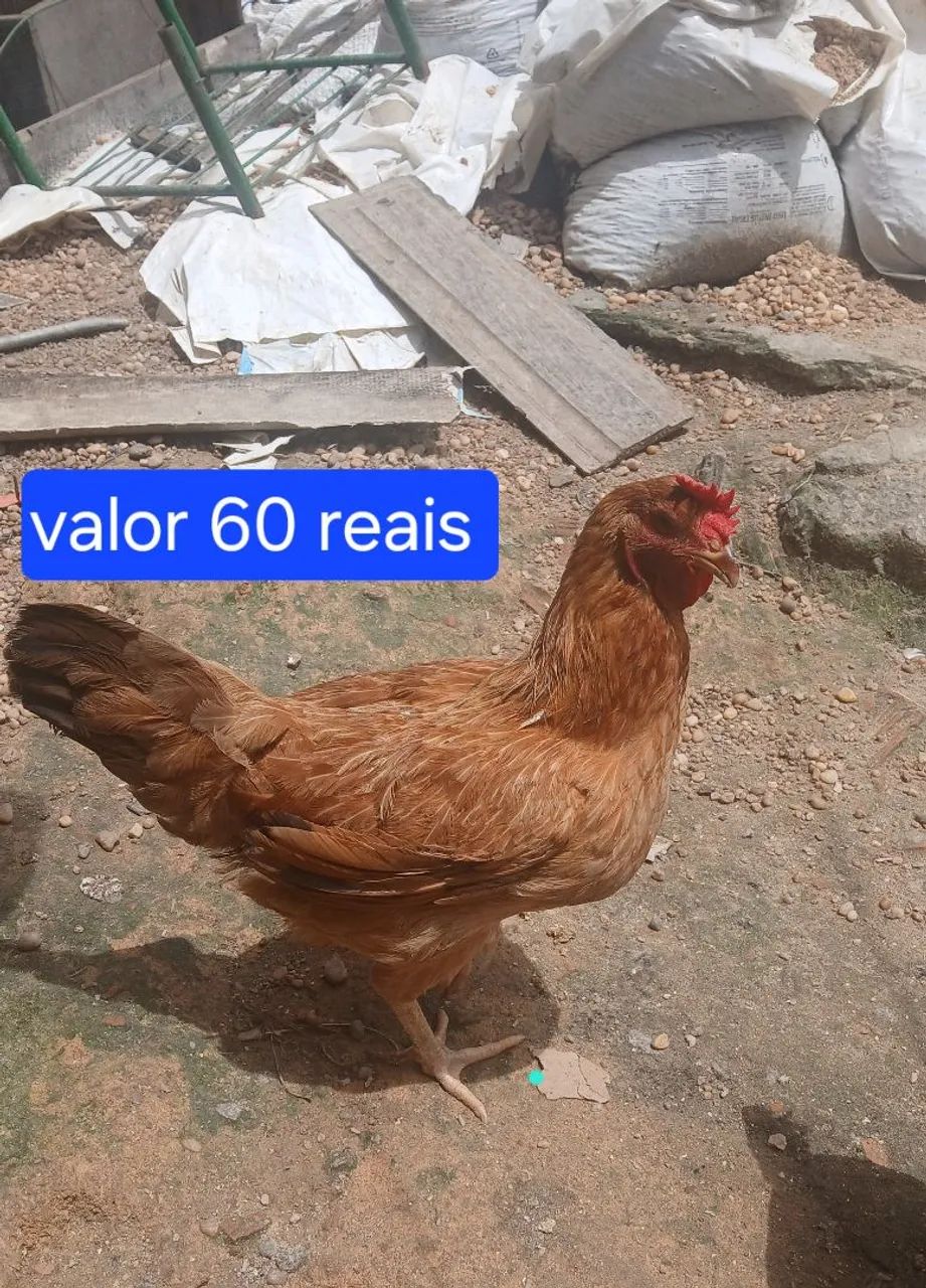 galinhas  - Foto 3