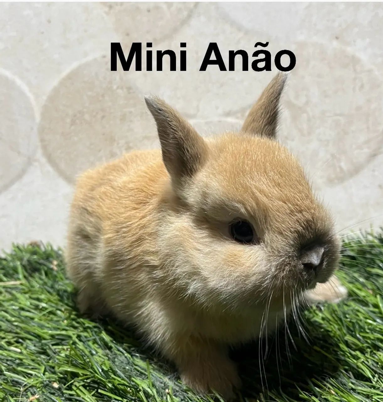 Mini coelhos 