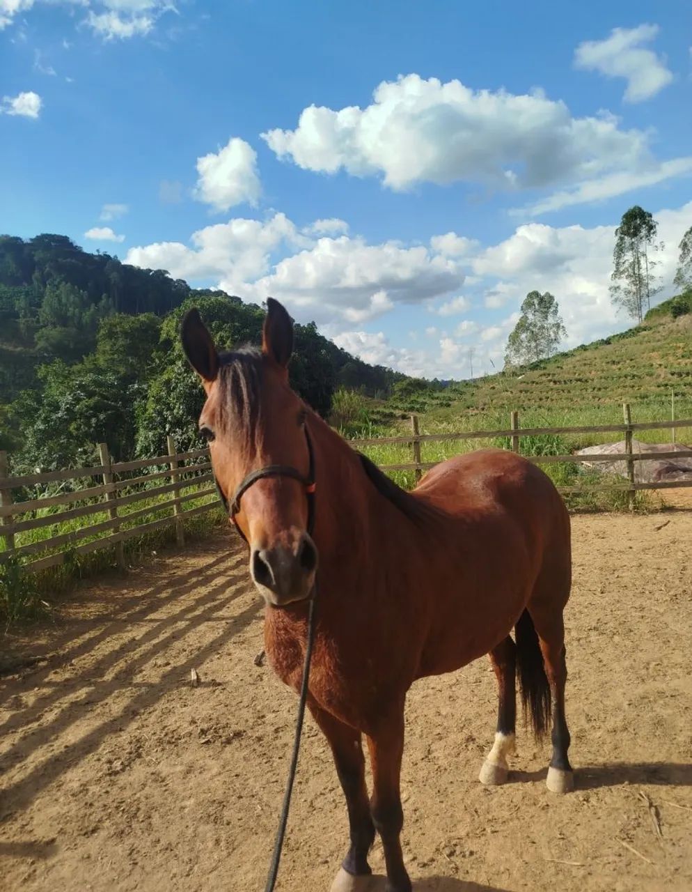 Cavalo - Foto 3