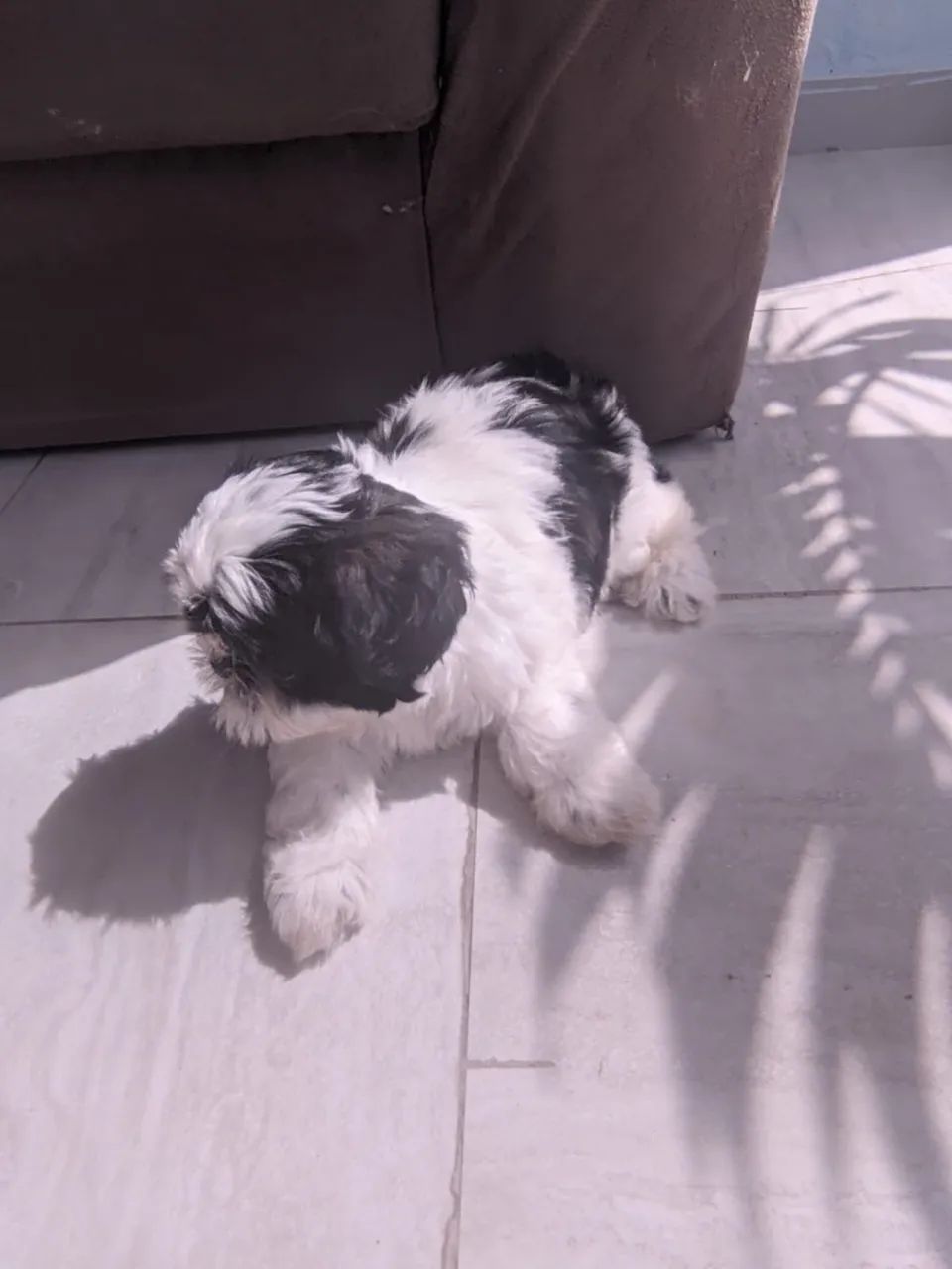 Cachorro Shitzo  - Foto 2