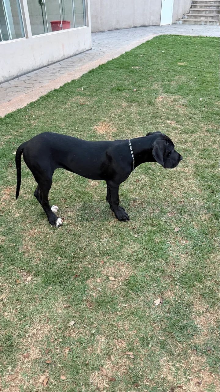 Dogue alemão  - Foto 5