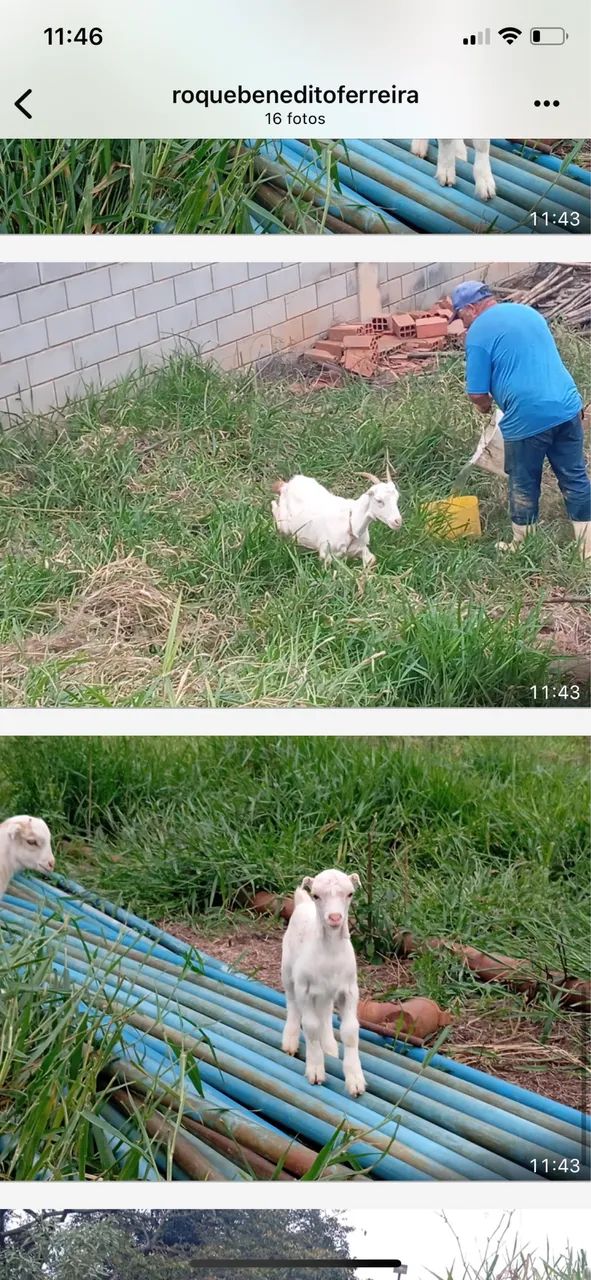 Vendo cabra - Foto 3