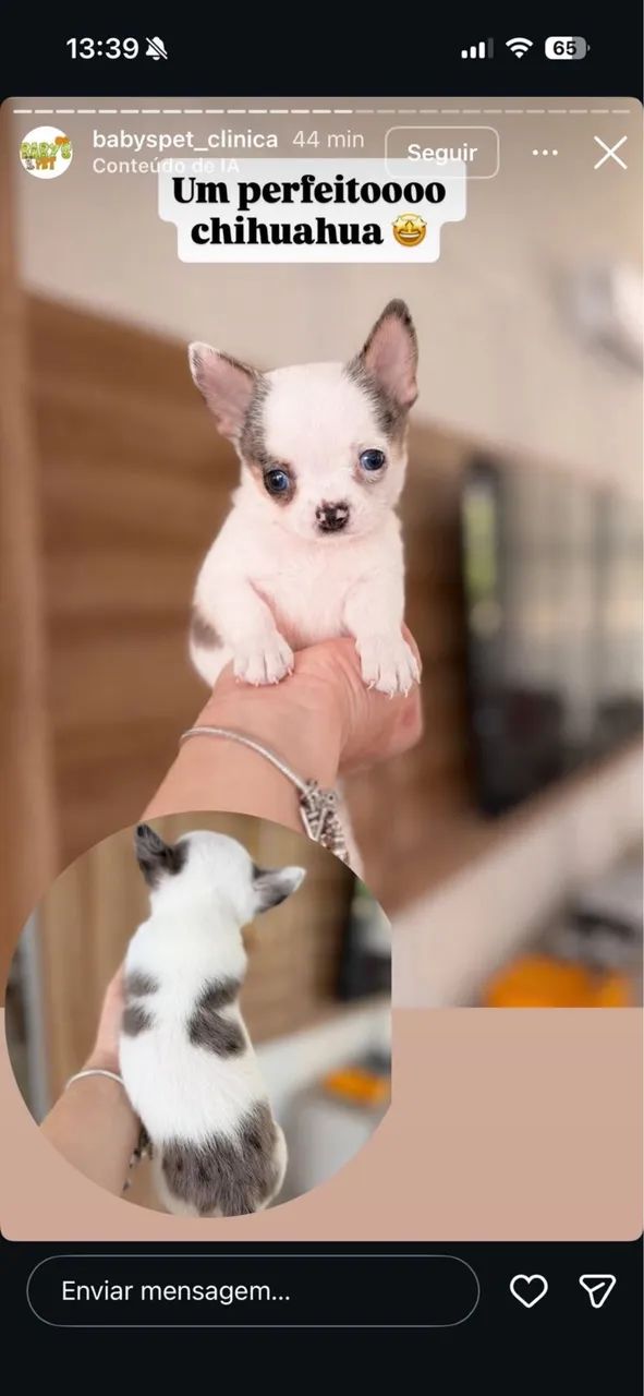 Bebês chihuahuas para exigentes  - Foto 4