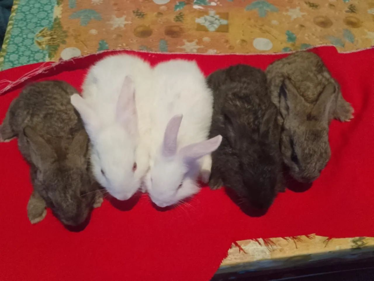 Coelhos