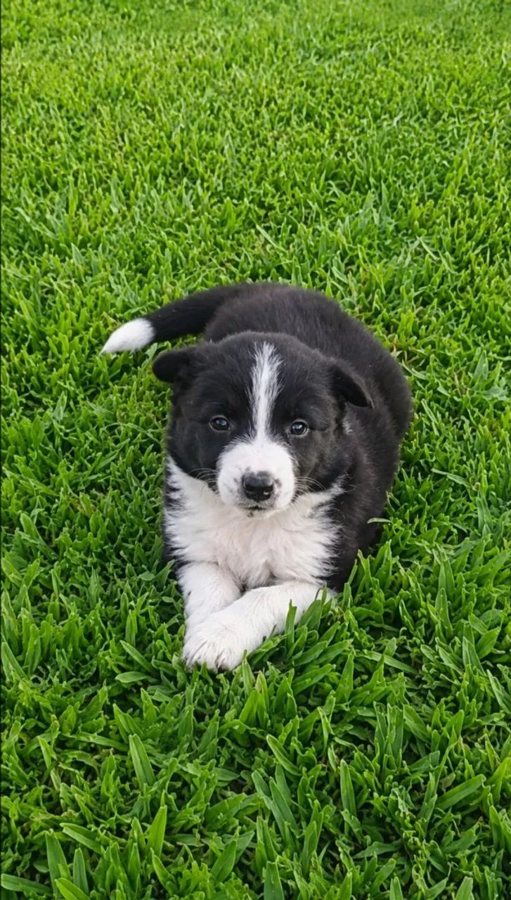 Border Collie macho - Foto 3