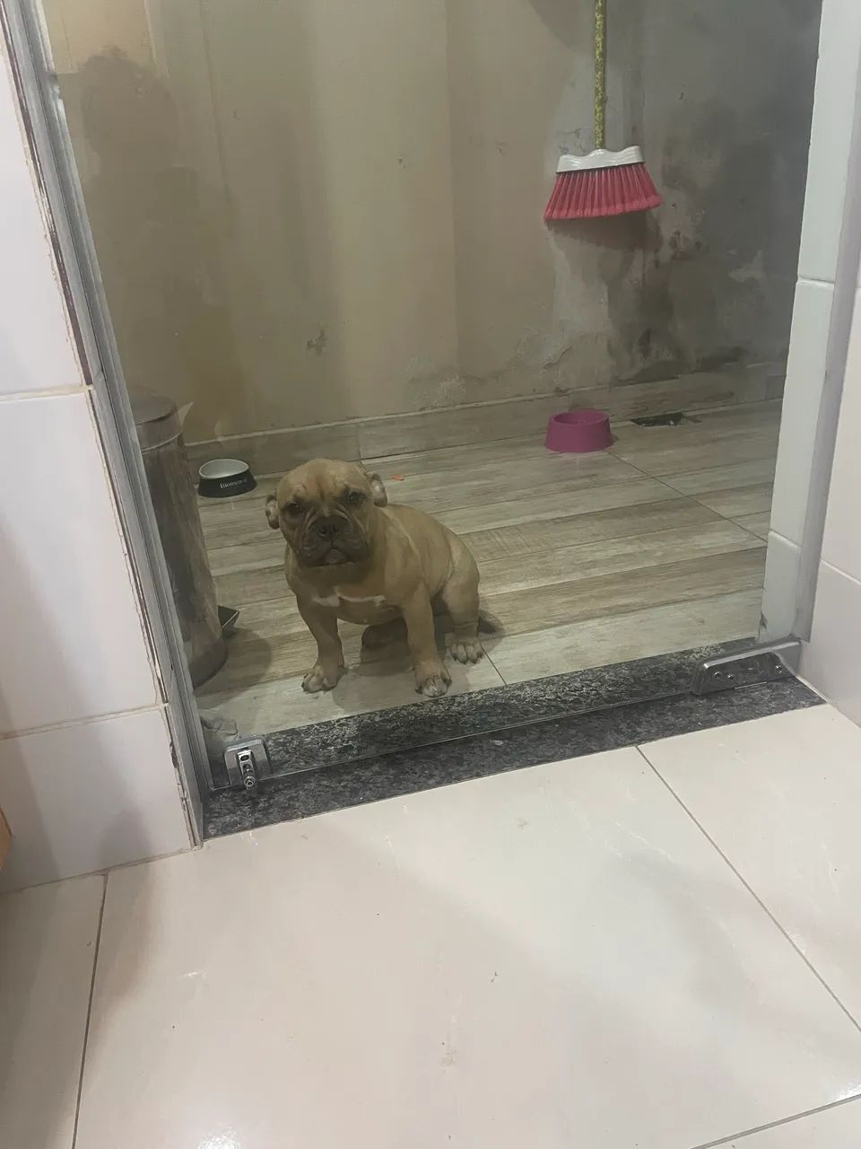 American bully