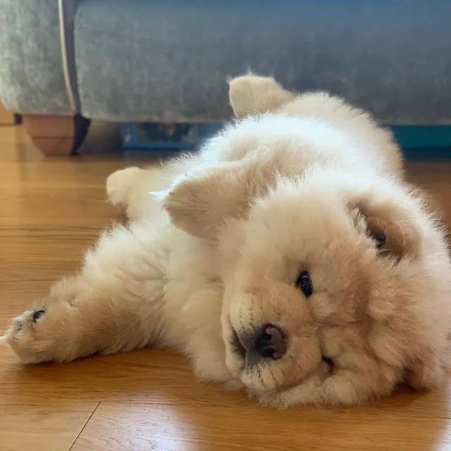 Filhotes de Chow Chow | Alegria, carinho e quatro patinhas.