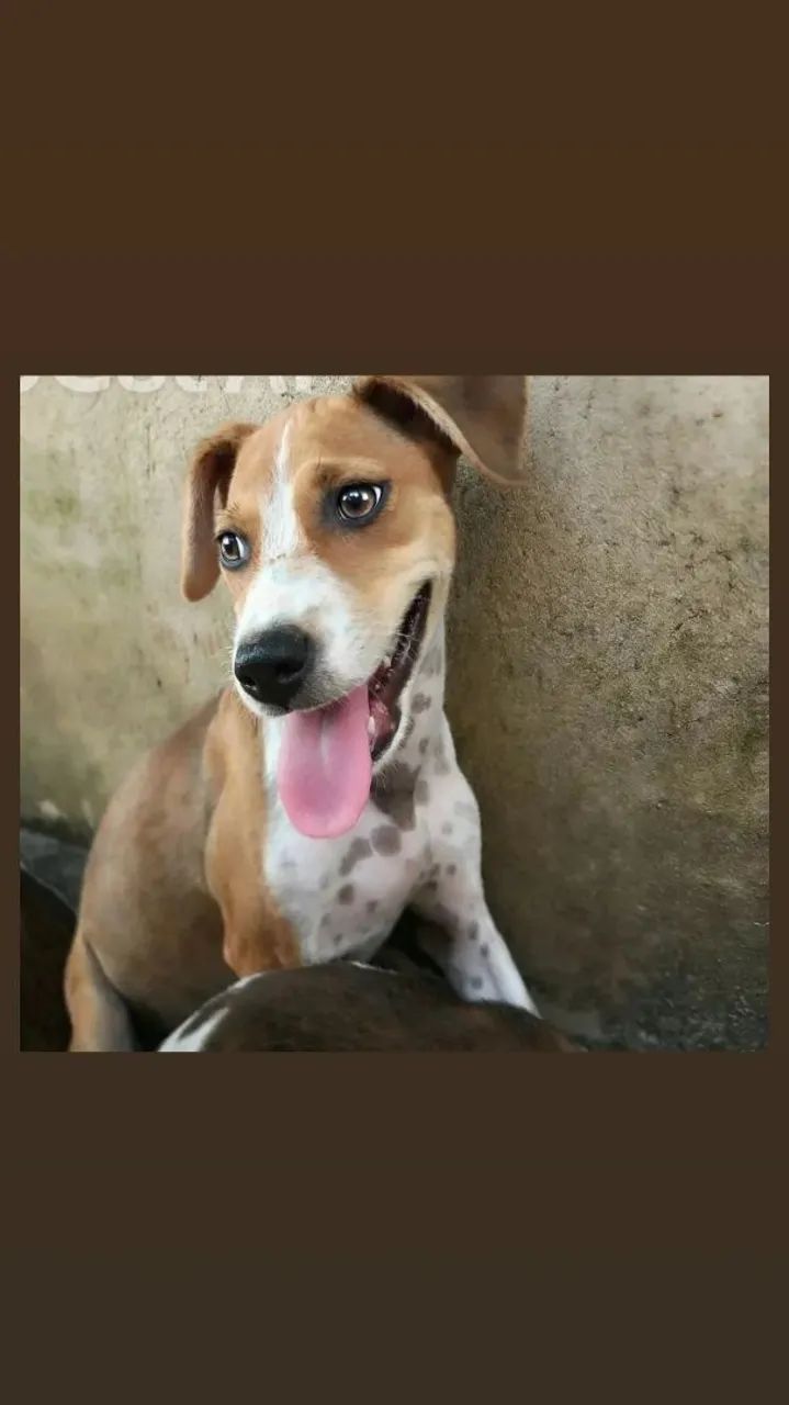 Adoção  - Foto 5