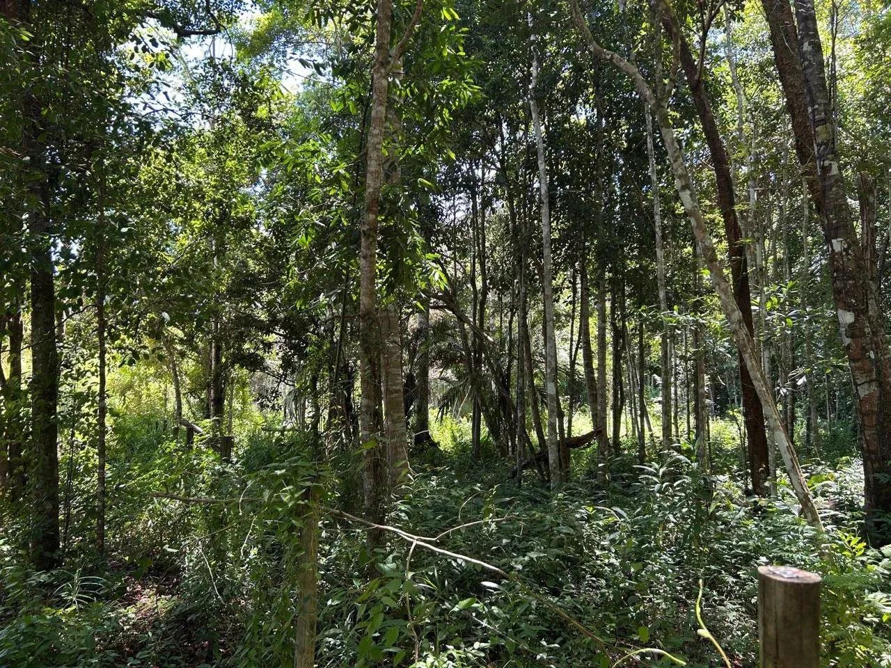 Terreno em Trancoso - Foto 4