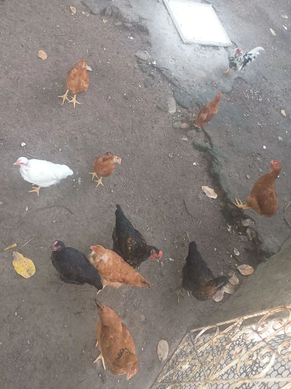 Fragas e frangos 