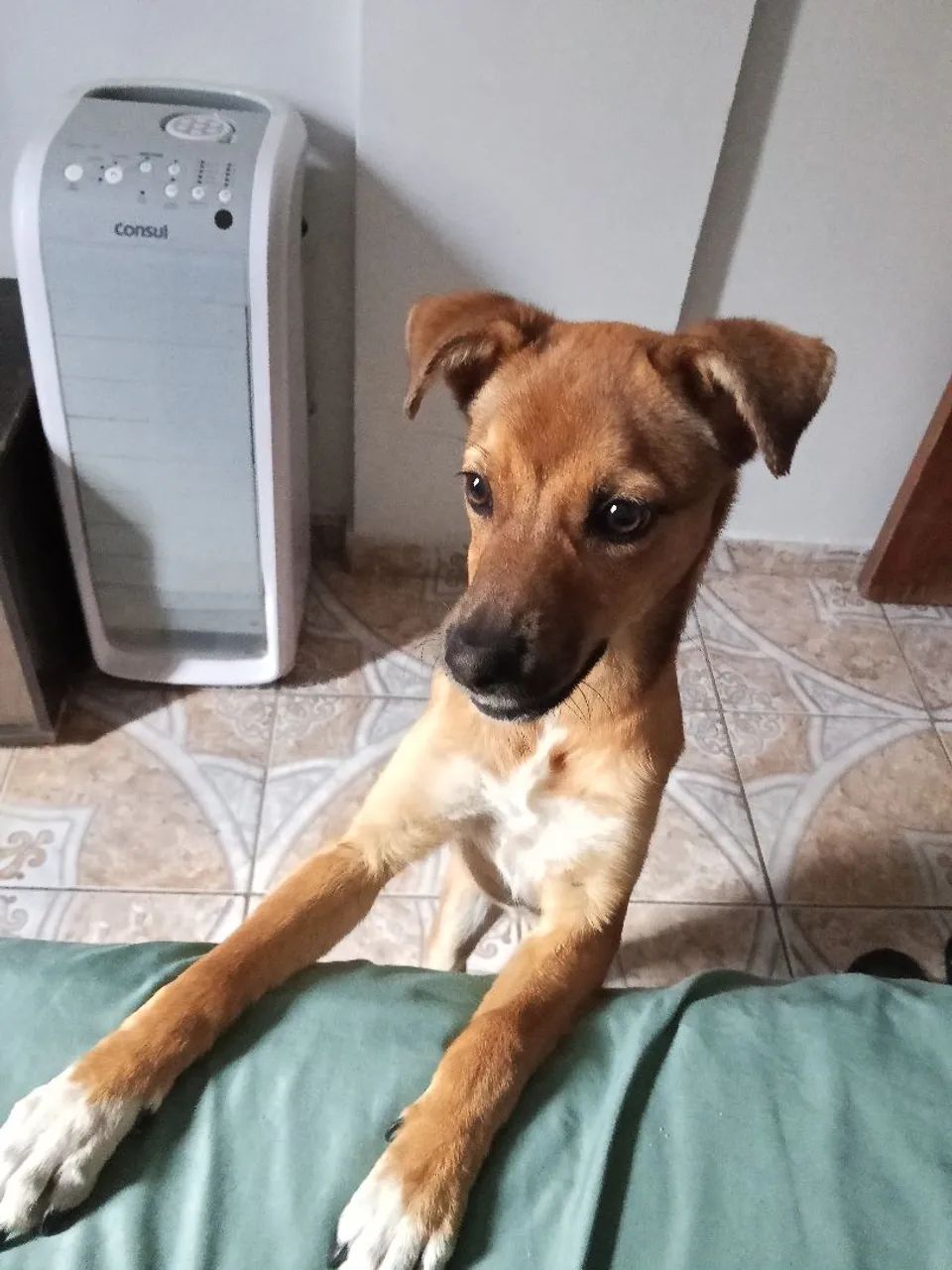 Adoção responsável - Foto 3