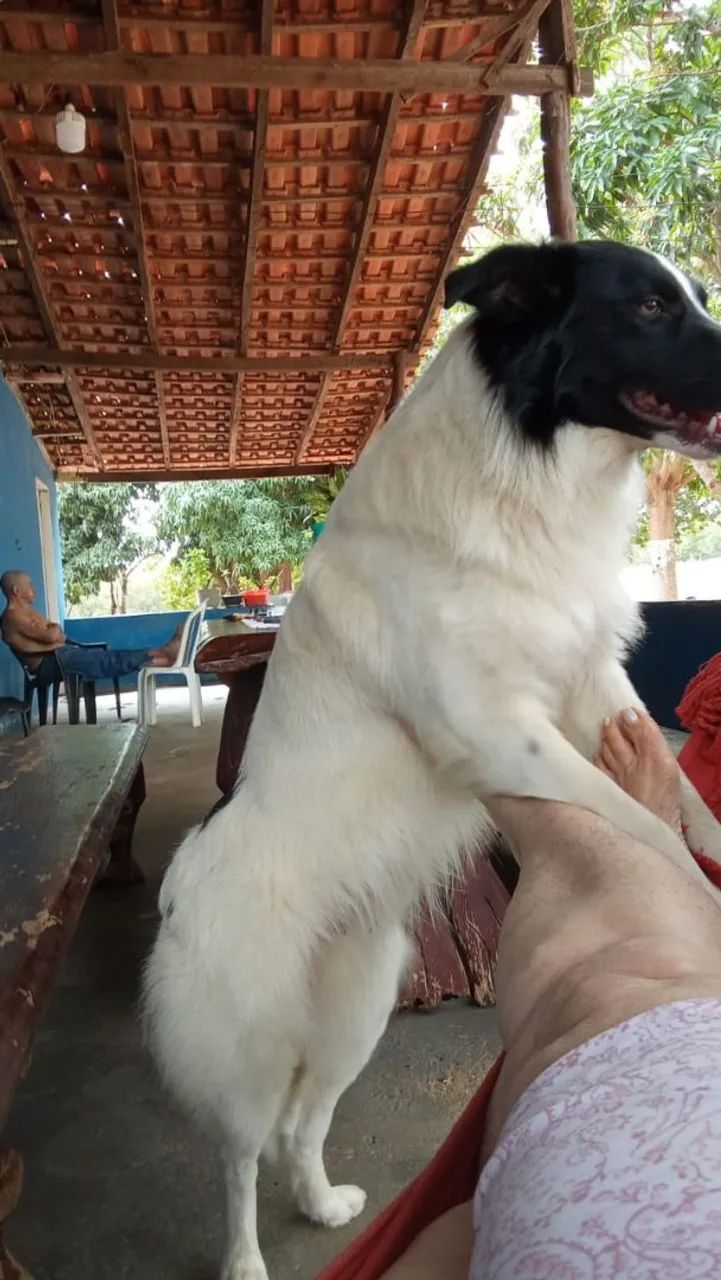 Border collie - Foto 2