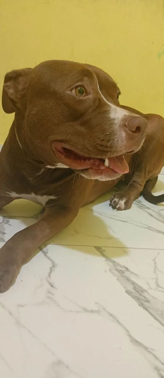 Pitbull red nose com pedigree  - Foto 5