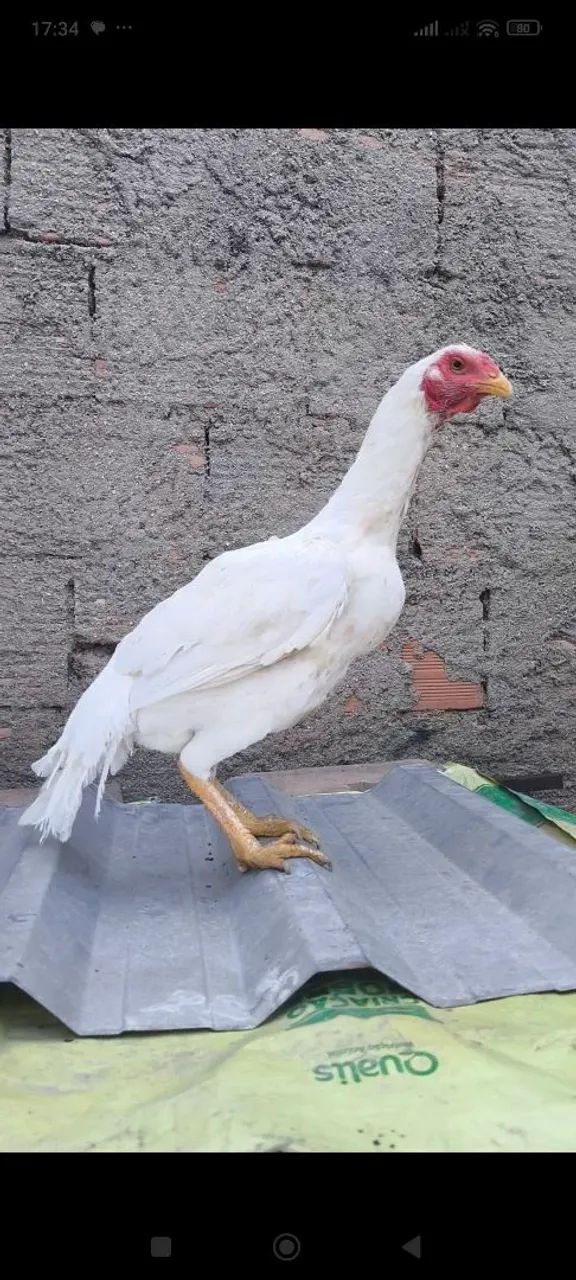 Galinha índia branca