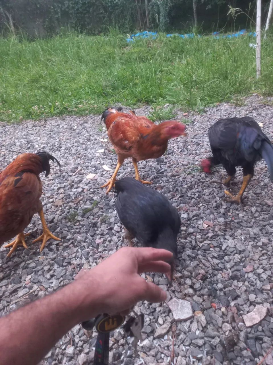 Galo caipira, dócil come na mão. - Foto 2