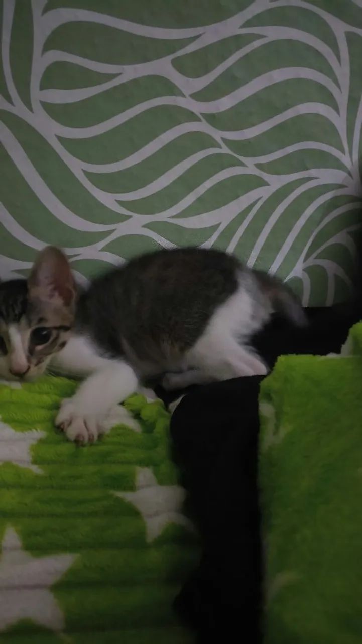 Doação de Gato Macho  - Foto 3