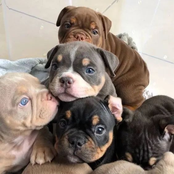American Bully