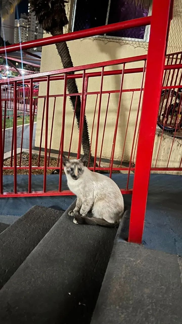 Gatinha superdócil. - Foto 2