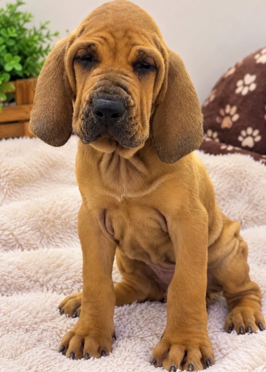 Fila brasileiro macho  - Foto 2