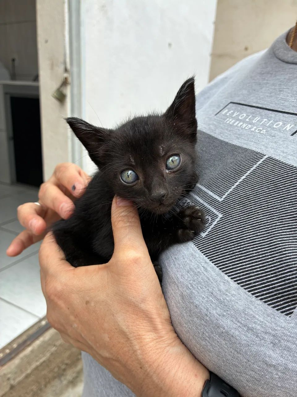 Gato - Foto 2