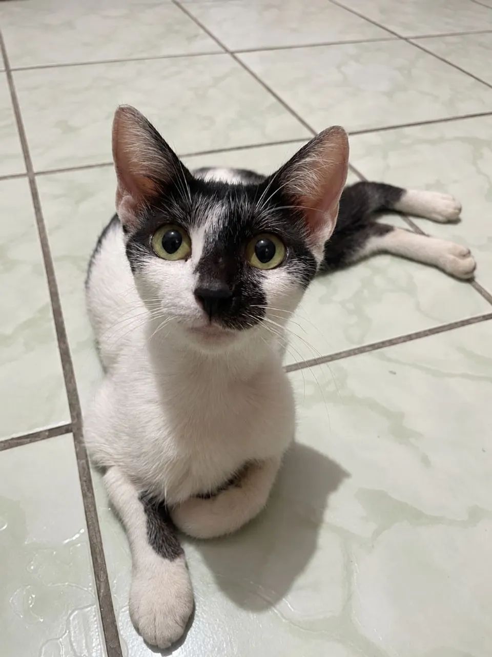 Adote a gata Nina