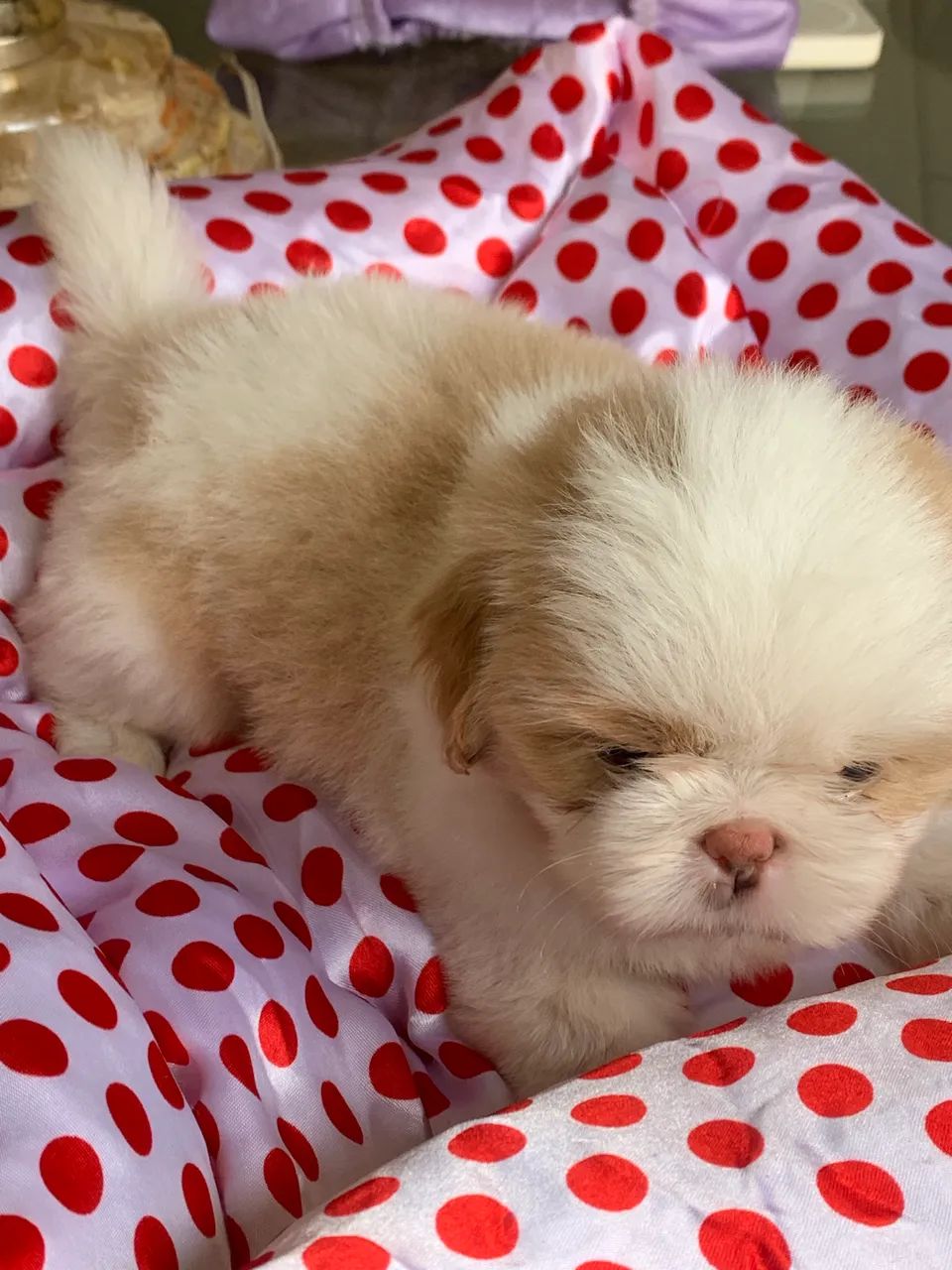Shihtzu Macho - Foto 2