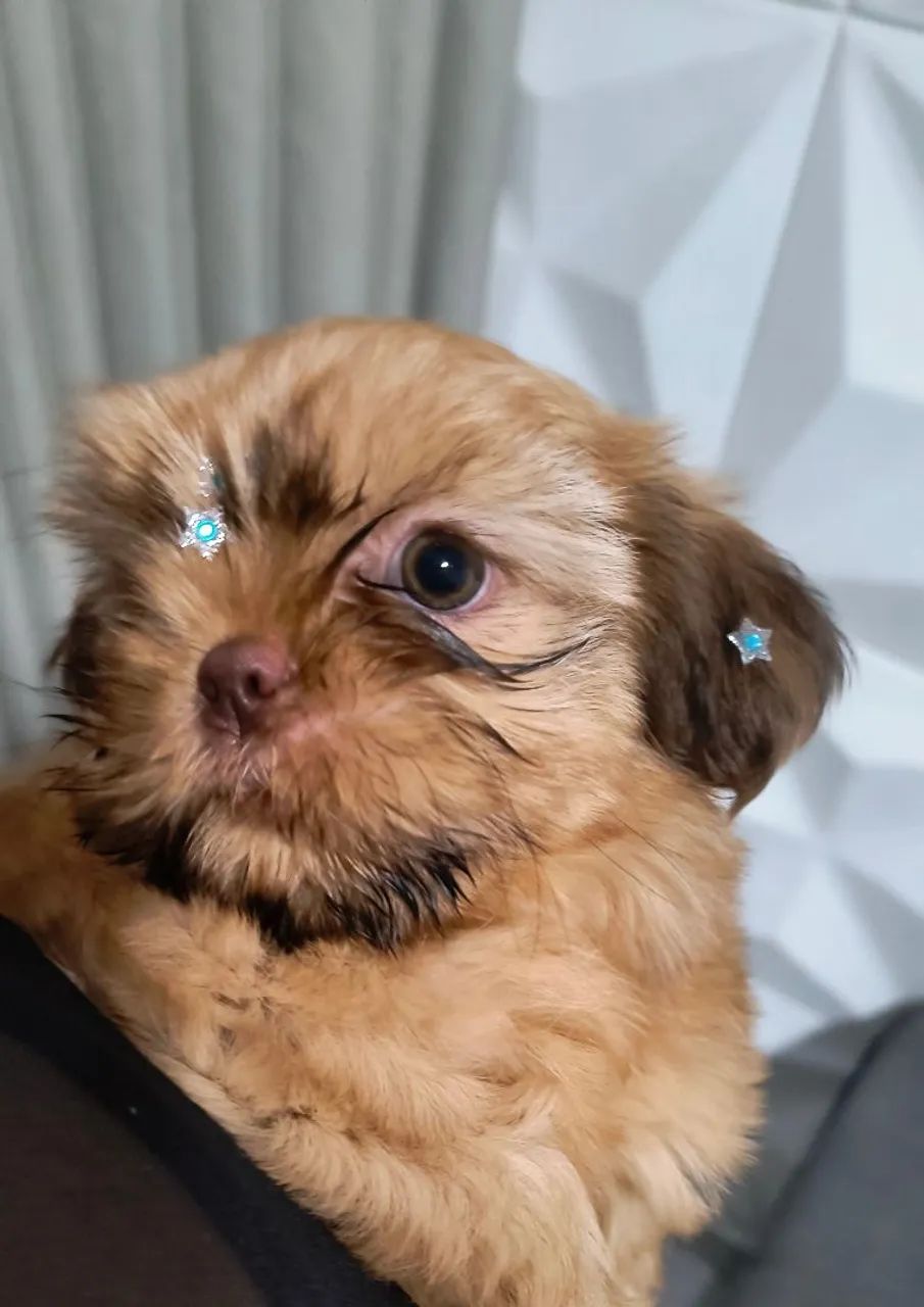 Shitzu